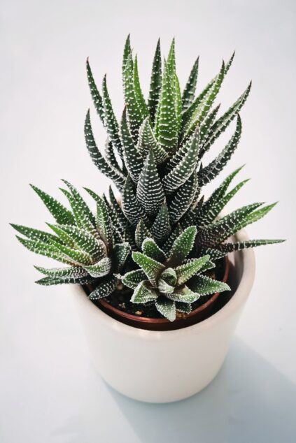 attachment-61de2df8cf640a67cc78102c