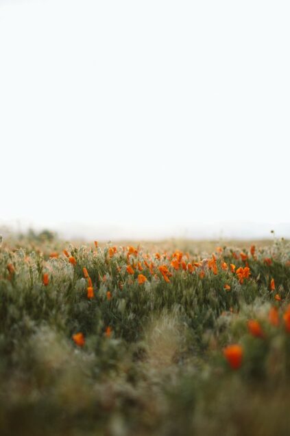 attachment-61de26e208934158eb441b41