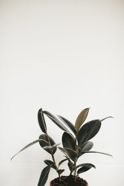 attachment-61de1f7955852036855d518c