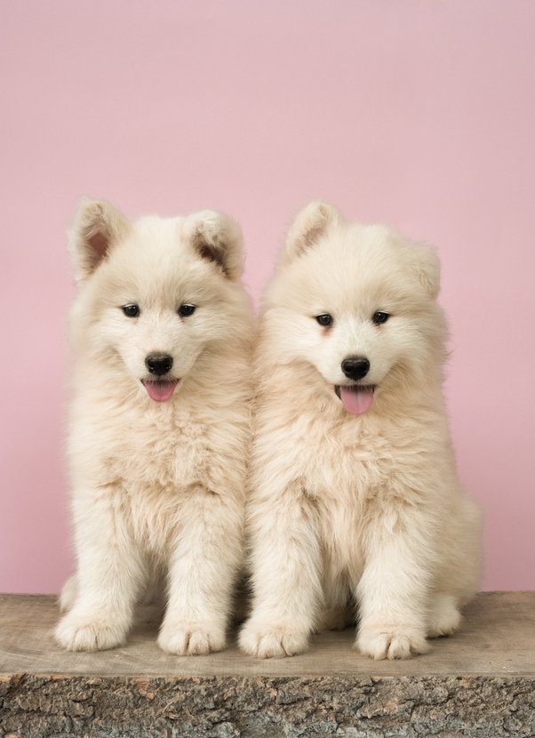 Simple Ways To Live More Sustainably With Your Pets