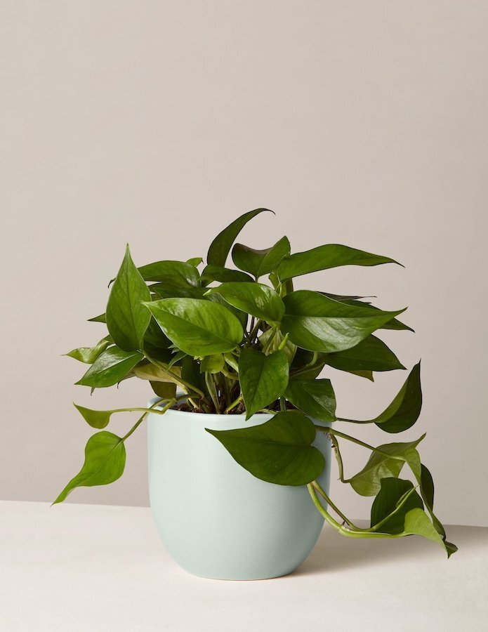 The-Sill-Pothos.jpg