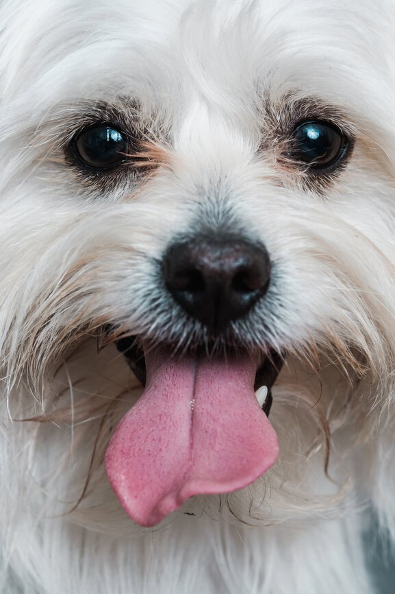 11 Natural Pet Shampoo Brands For Dogs And Cats