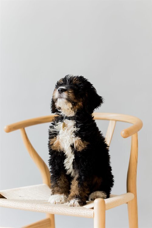 8 Sustainable Pet Supplies To Make Our Furry Friends More Eco-Friendly