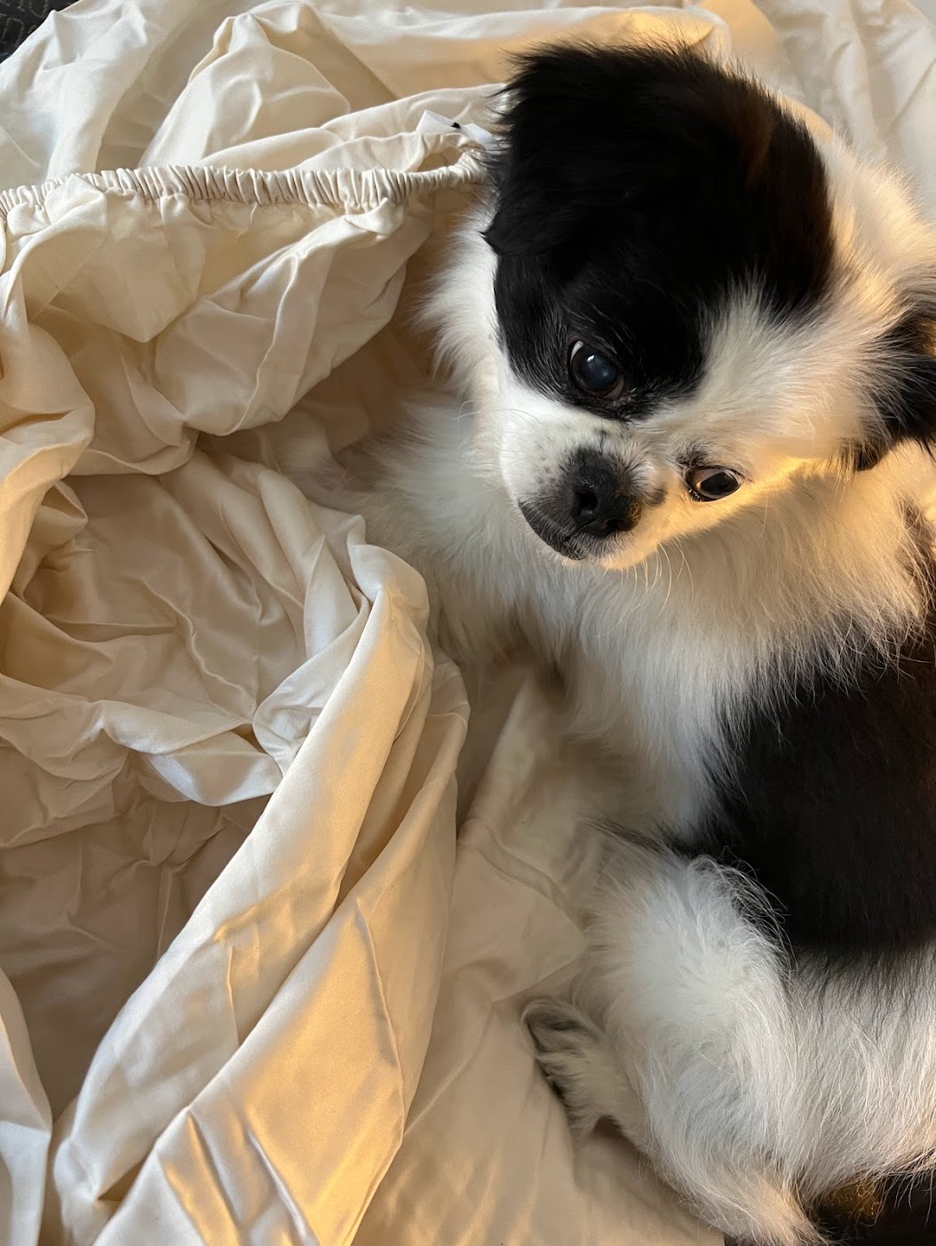 Even dogs love rolling around on silky-smooth luxury sheets, who knew?