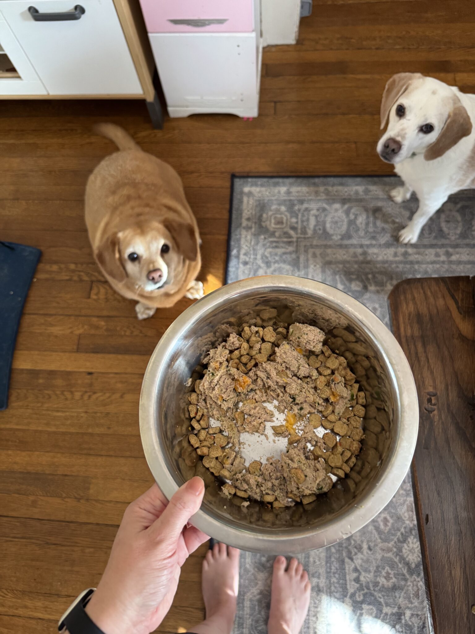 A hand holds a bowl of dog food above two dogs sitting on a wooden floor, both looking up expectantly at the food.