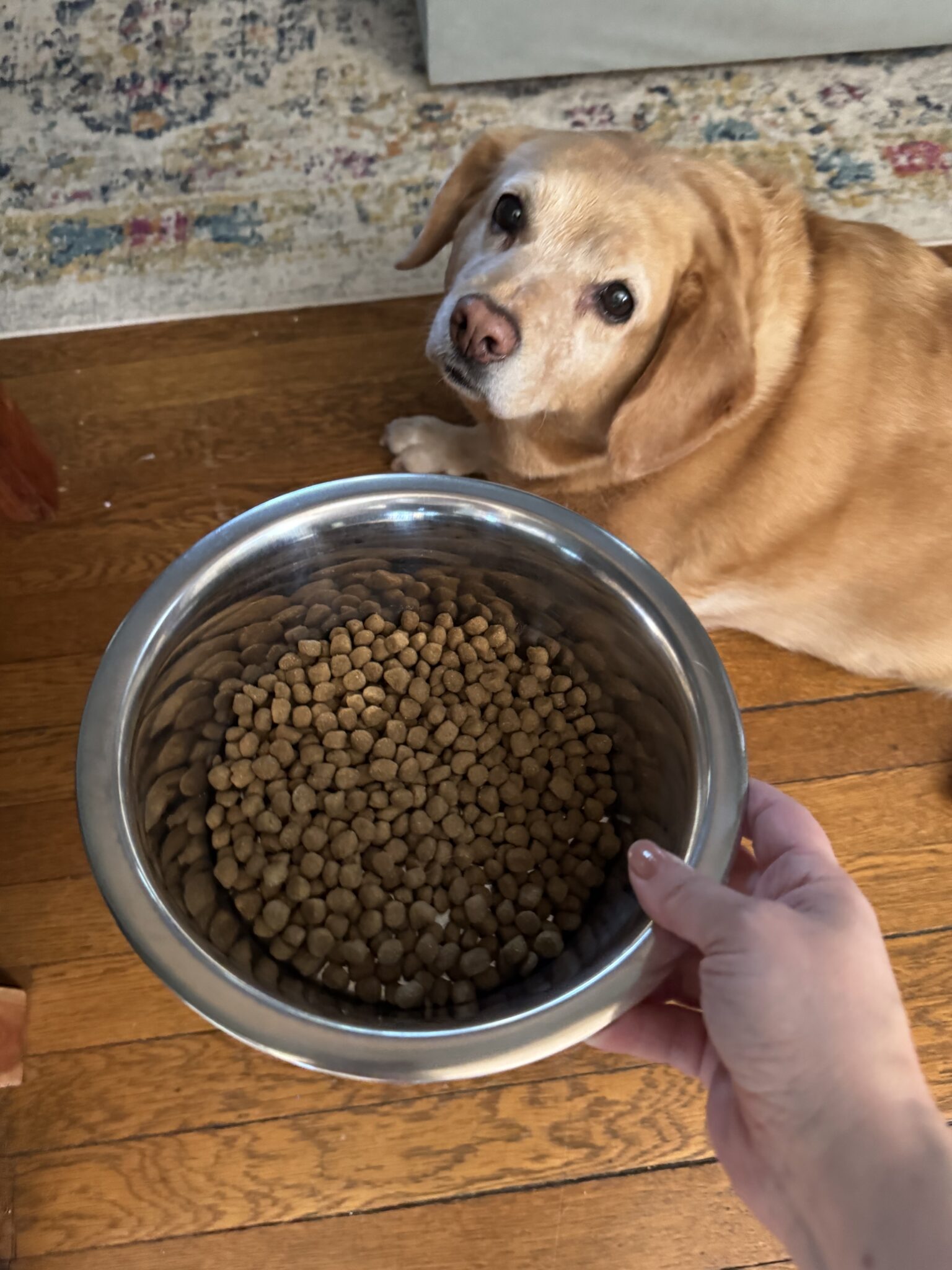 A person holds a bowl of dry dog food near a tan dog lying on a wooden floor, looking up at the camera.