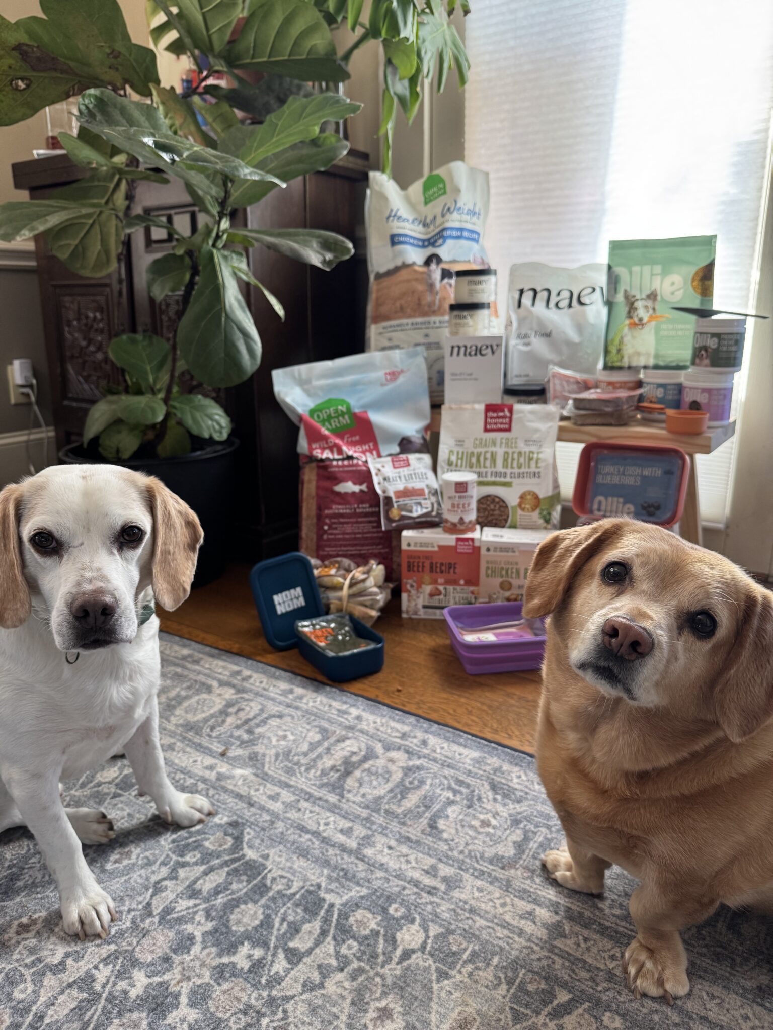 Two dogs sit on a rug in front of a variety of pet food and treat packages arranged on the floor near a large green plant and wooden cabinet.
