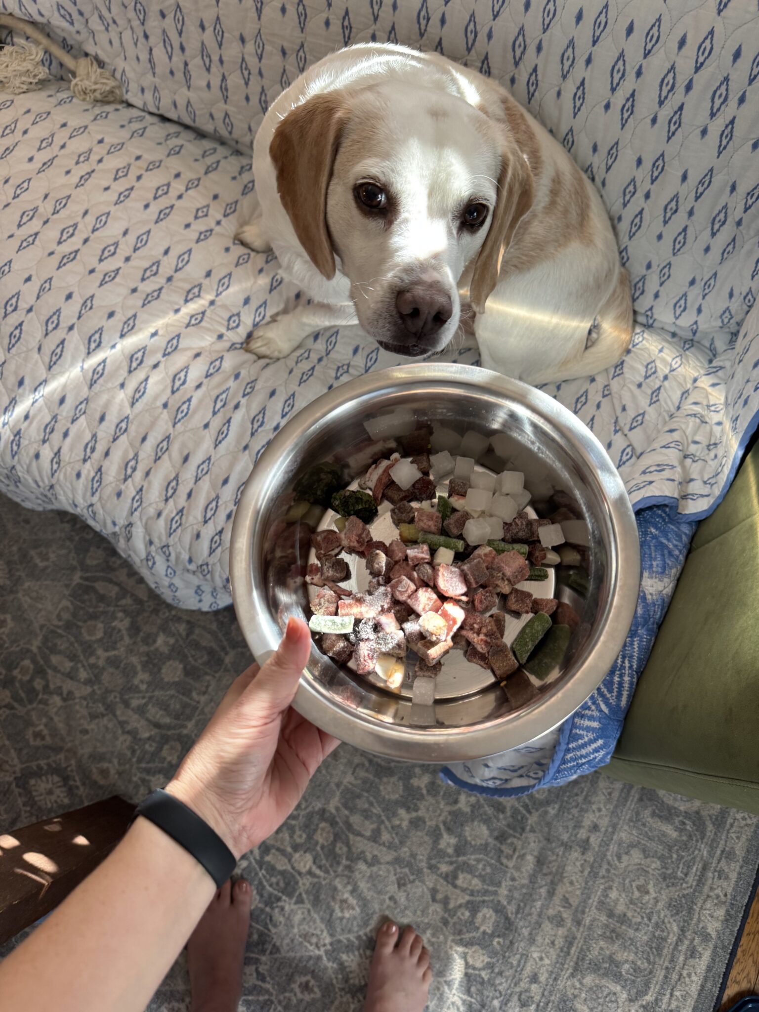 A person holding a metal bowl filled with assorted chopped food in front of a dog sitting on a patterned couch.