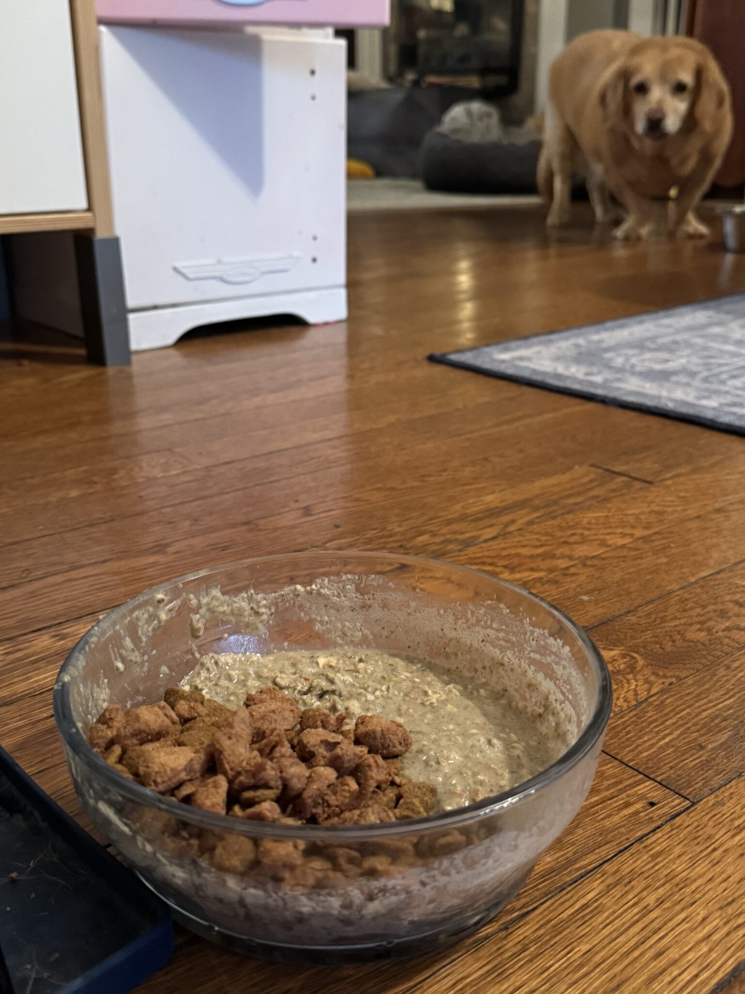 A glass bowl of dog food with kibble and wet mix sits on a wooden floor, with a golden retriever standing in the background.