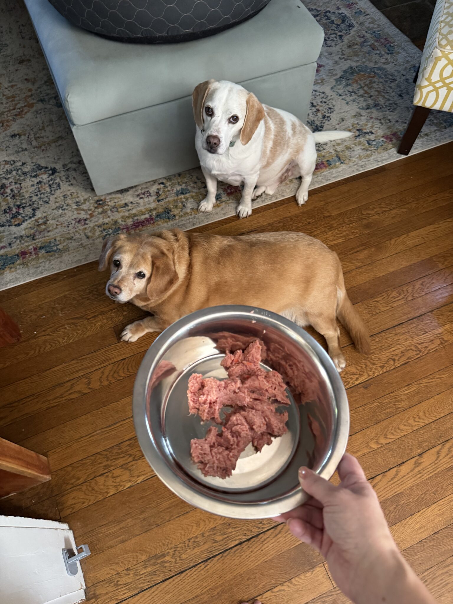 A hand holds a bowl of raw ground meat above two dogs sitting on a hardwood floor, looking up expectantly.