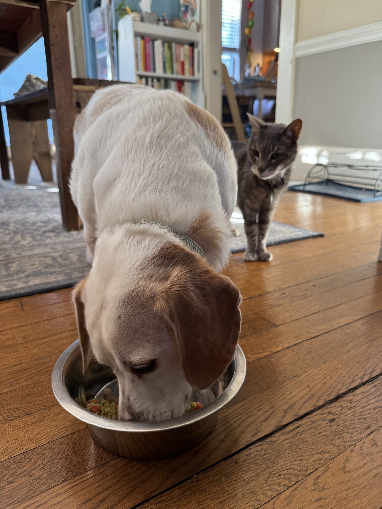 A dog eats from a metal bowl on a wooden floor while a gray cat stands nearby watching in a sunlit room.
