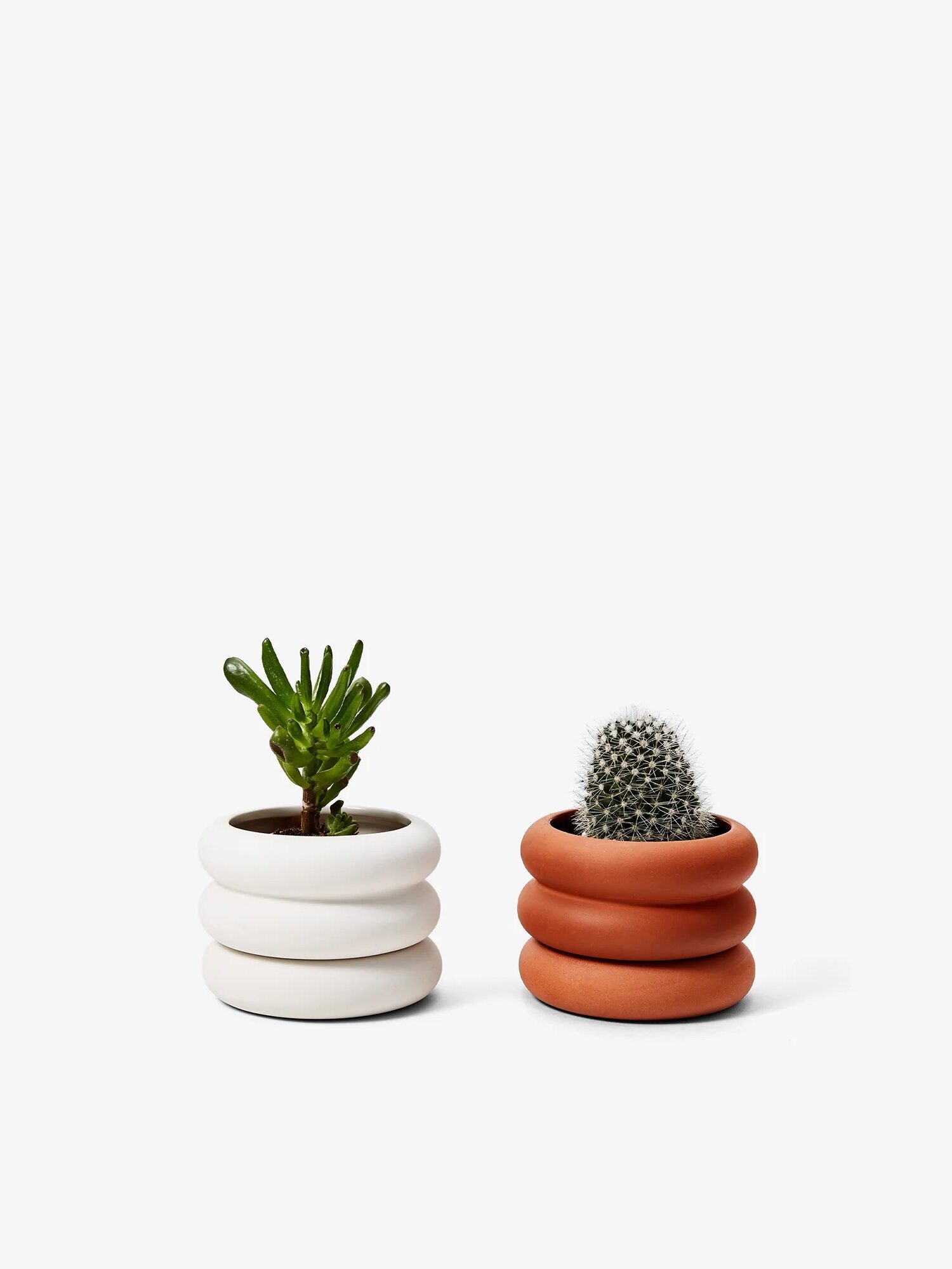 Two small plants in rounded pots; one green succulent in a white pot, and one small cactus in a terracotta pot, against a plain background.