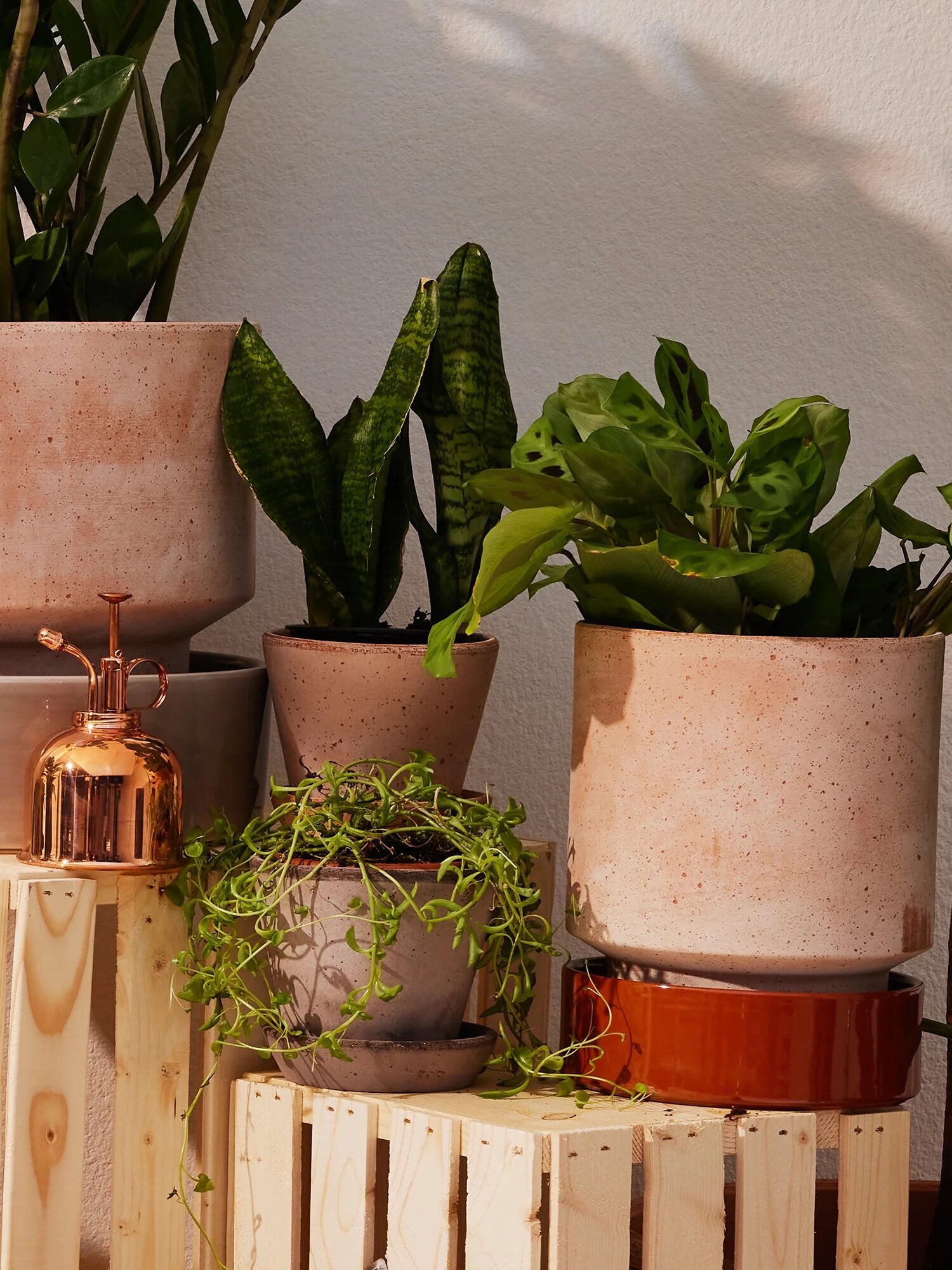Potted plants displayed on wooden crates with a small copper plant mister on the left.