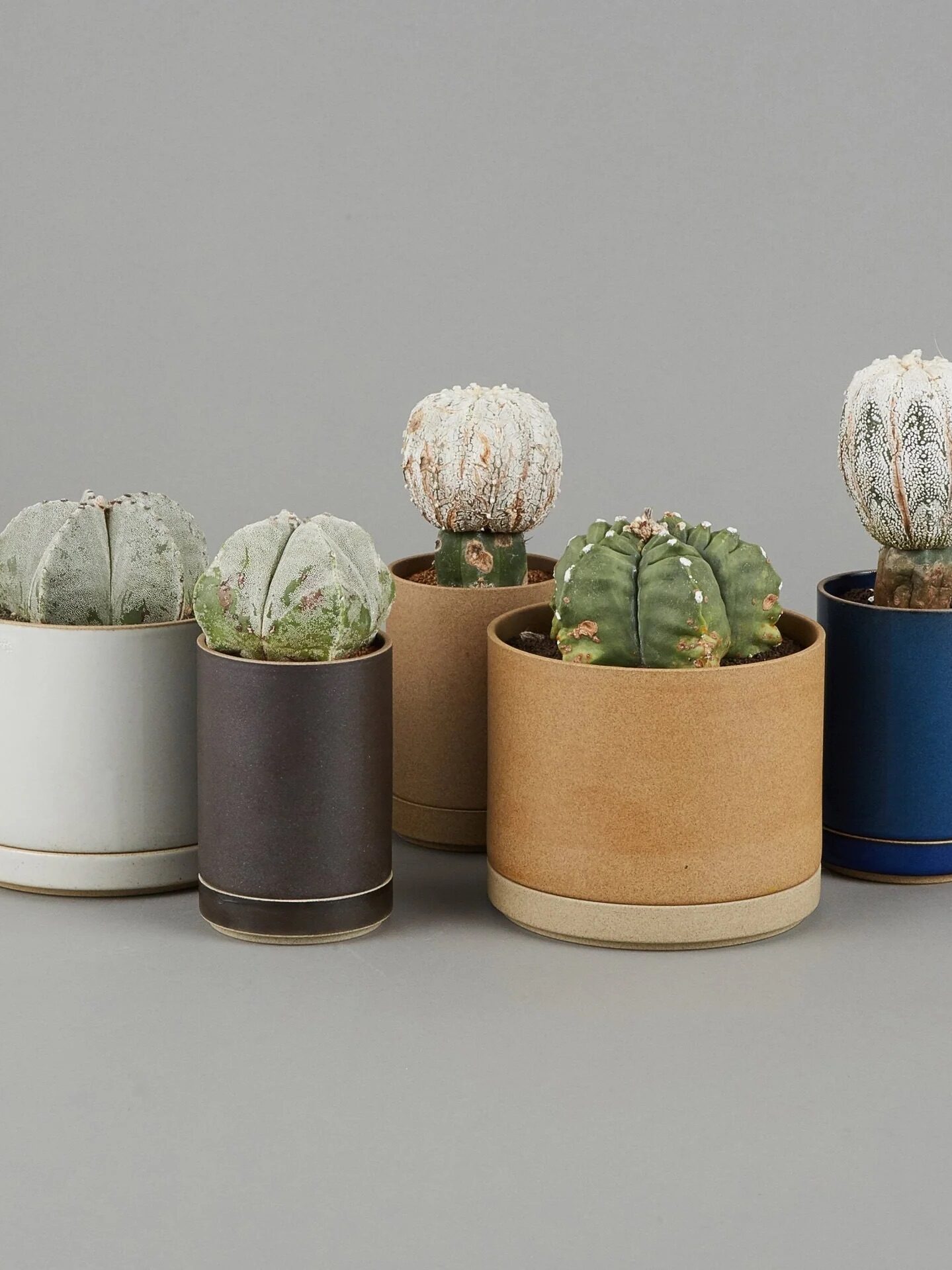 Five small cacti in pots of varying sizes and colors are arranged on a gray background.