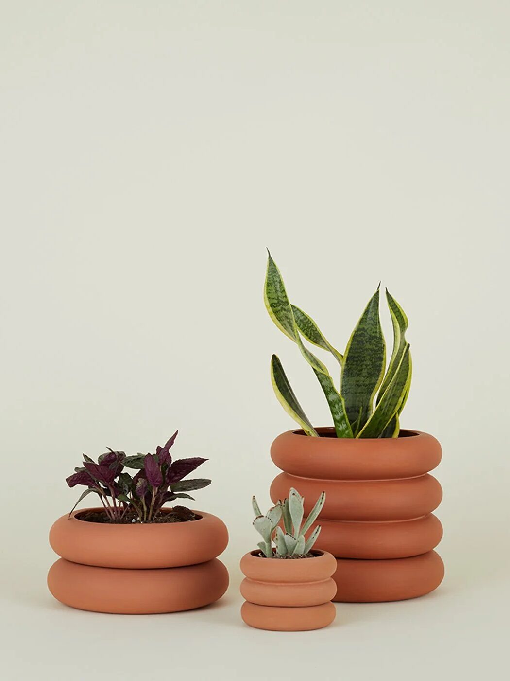 Three terracotta planters in different sizes containing green and purple plants are arranged against a plain background.