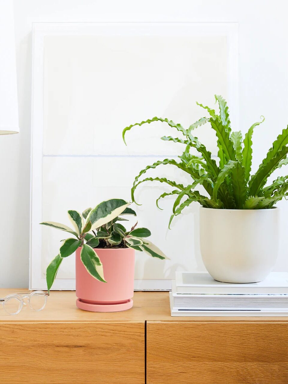 Two potted plants on a wooden surface, one in a pink pot and the other in a white pot, with artwork and glasses in the background.