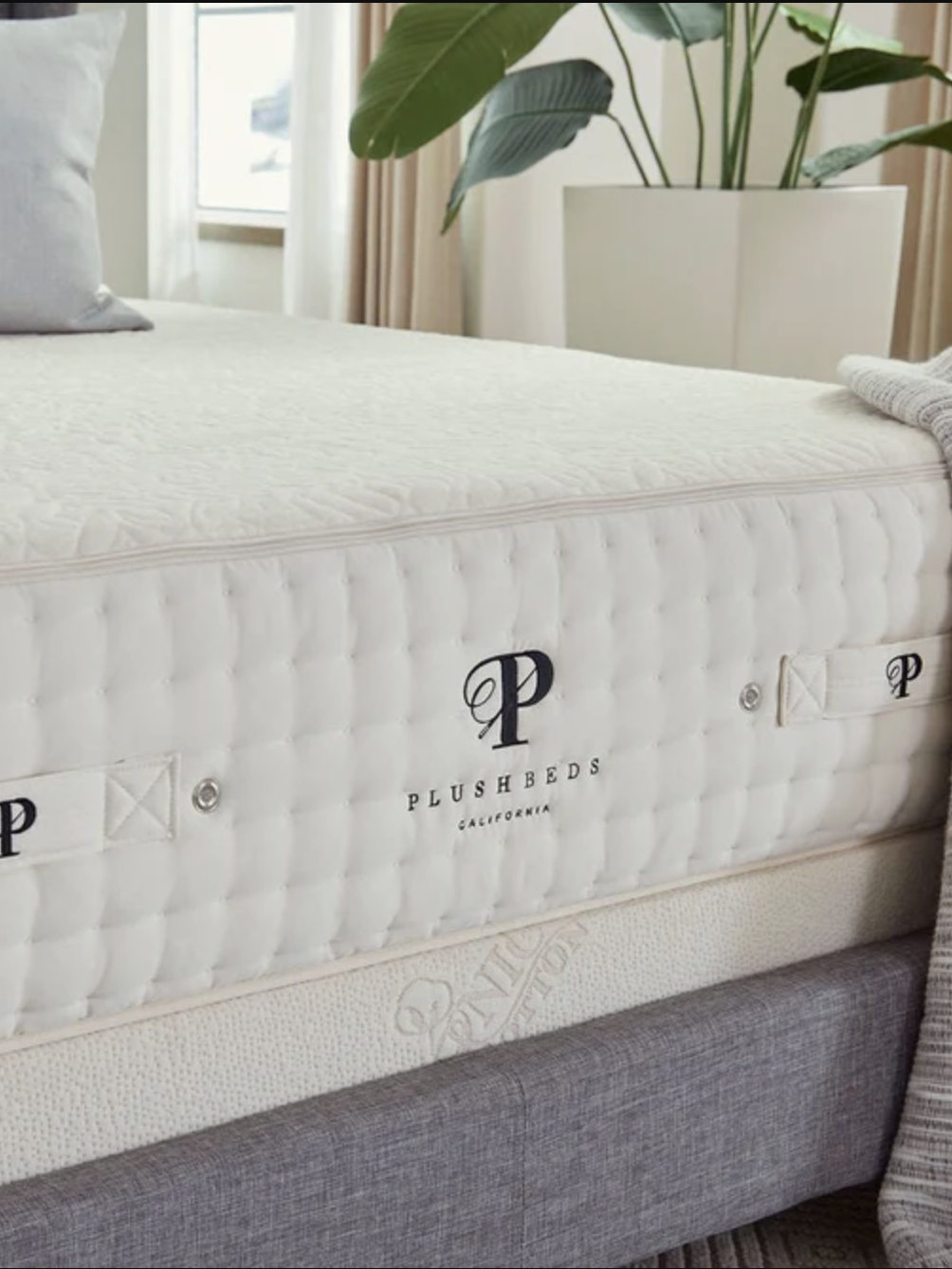 PlushBeds mattress on a bed frame with a gray blanket draped over the side. A large plant in a white pot is in the background.