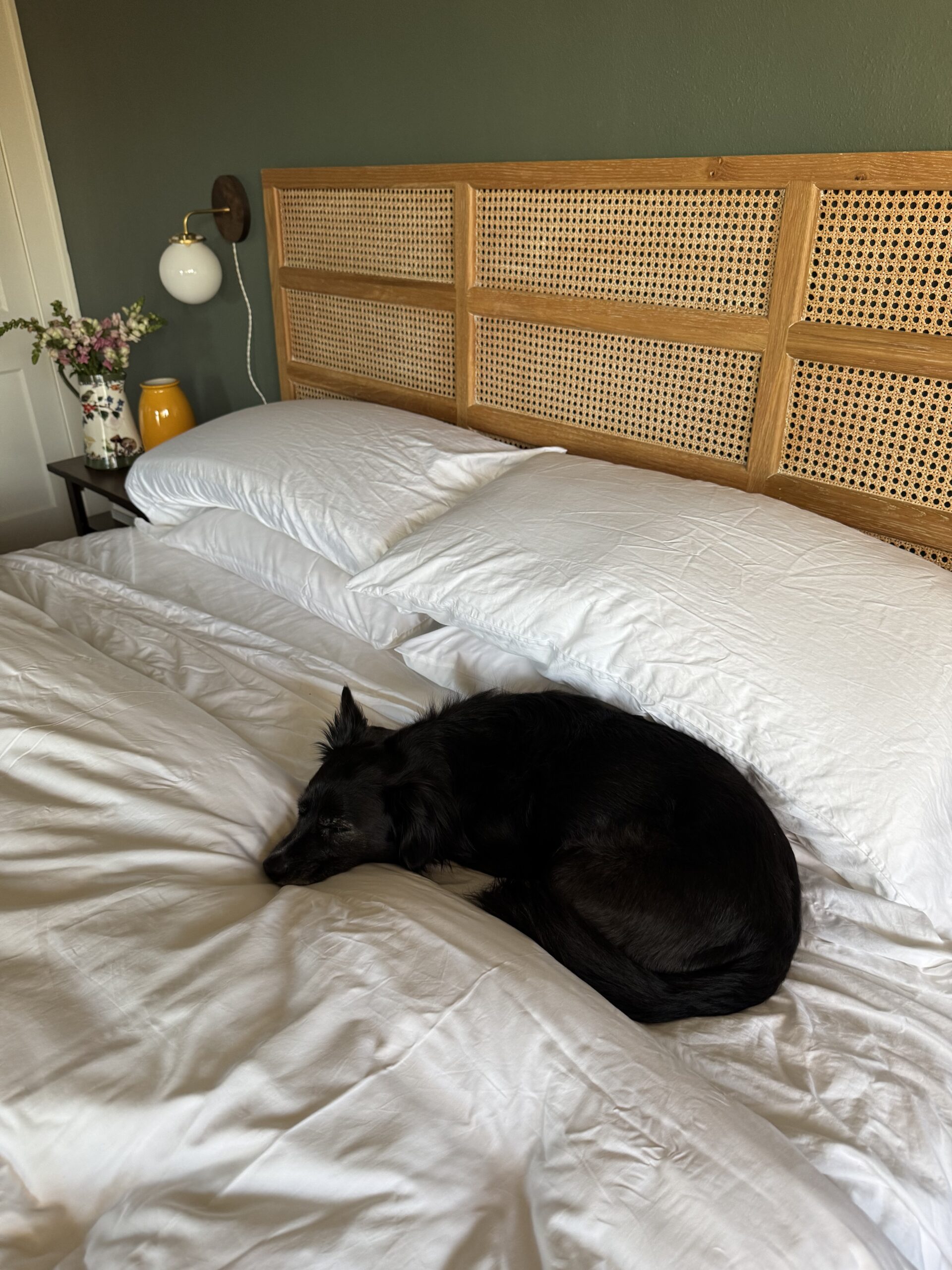 A black dog curled up on a neatly made bed with white bedding, beside a wooden headboard. A nightstand with a vase of flowers and a yellow lamp is on the left.
