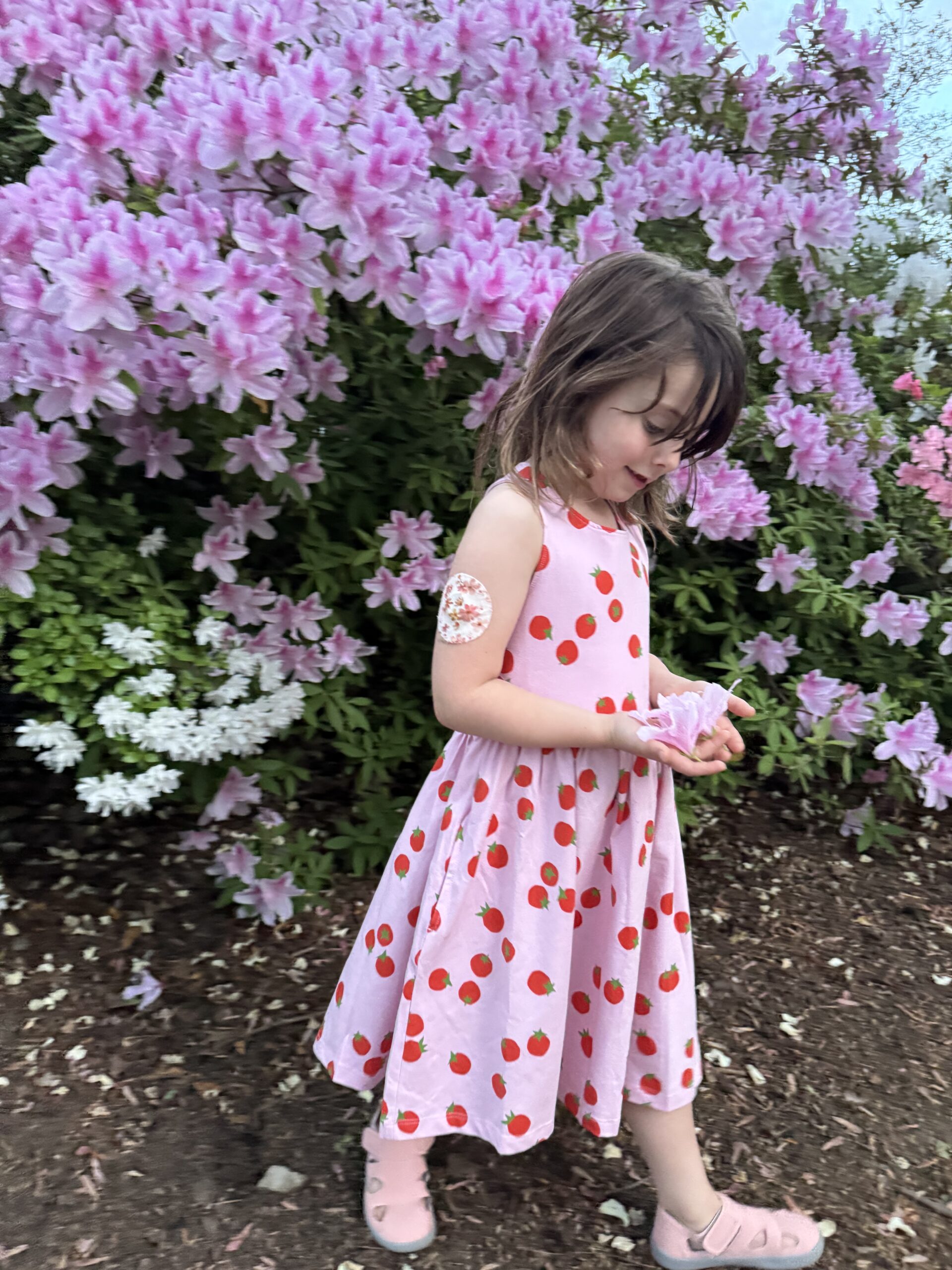 Young girl in a pink dress with red dots walks by blooming pink azalea bushes on a garden path, holding something in her hands.