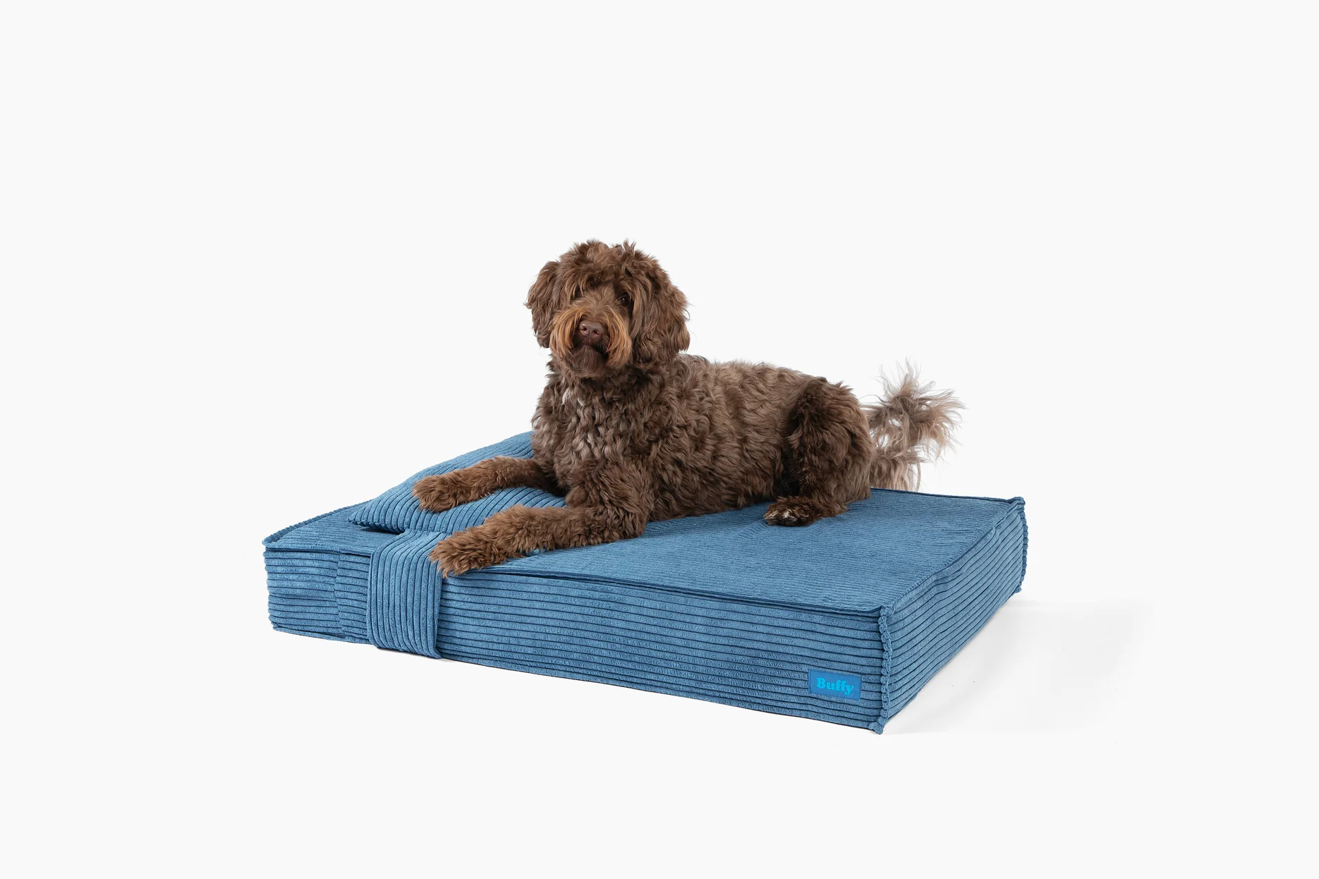 A brown, curly-haired dog lies on a blue corduroy dog bed against a plain white background.