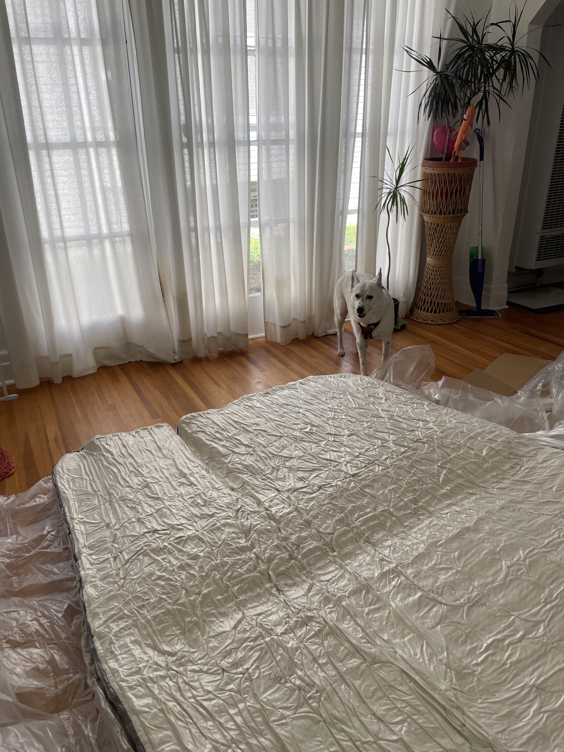 A room with white curtains, a plant, and a dog standing near a wrapped mattress on the wooden floor.