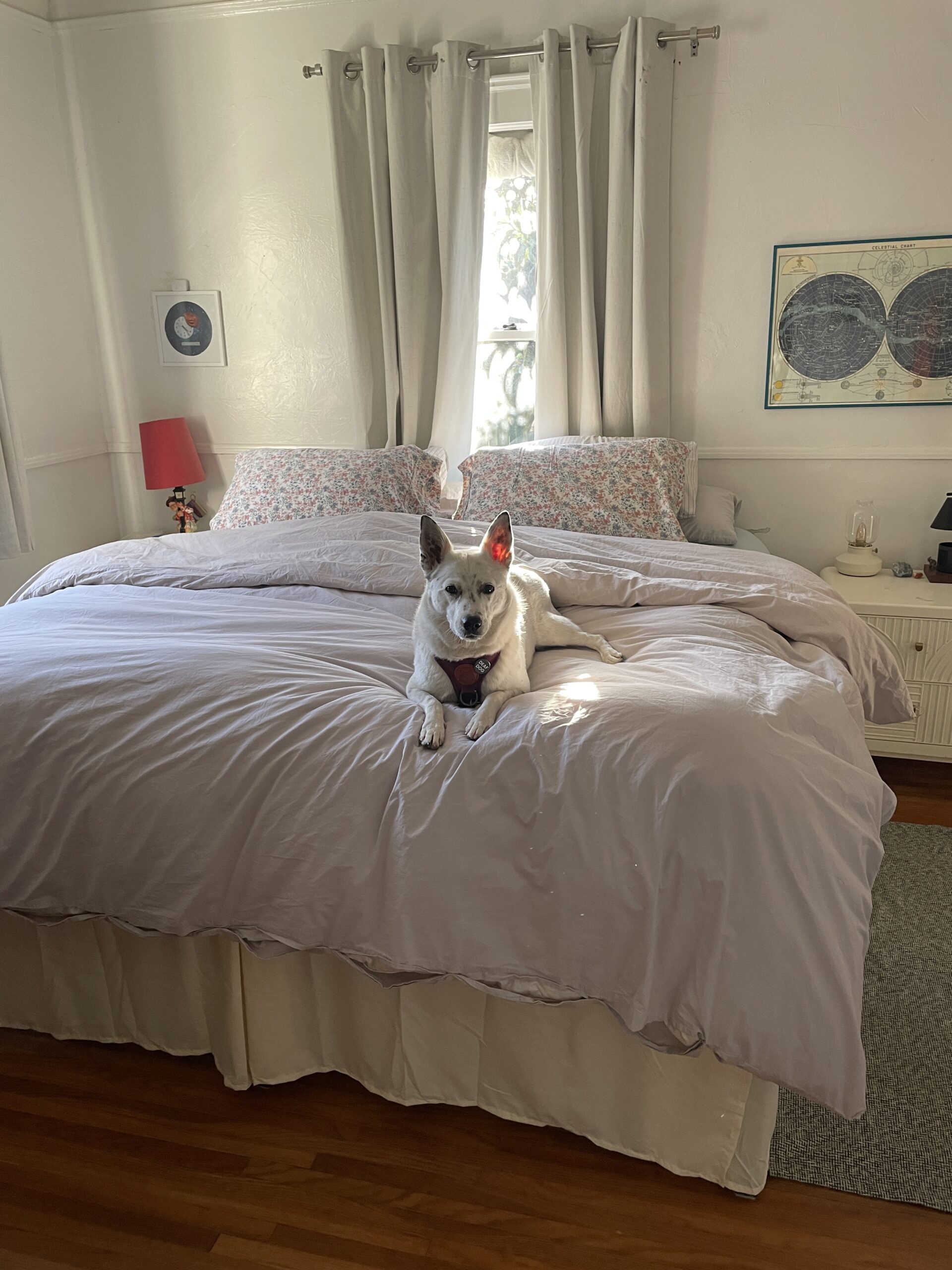 A dog with pointy ears and a harness lies on a neatly made bed in a bright room with white walls, a window, and framed pictures.