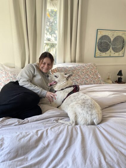 A person in a gray sweater sits on a bed next to a white dog wearing a harness. The room has light curtains, a floral bedspread, and a map on the wall.
