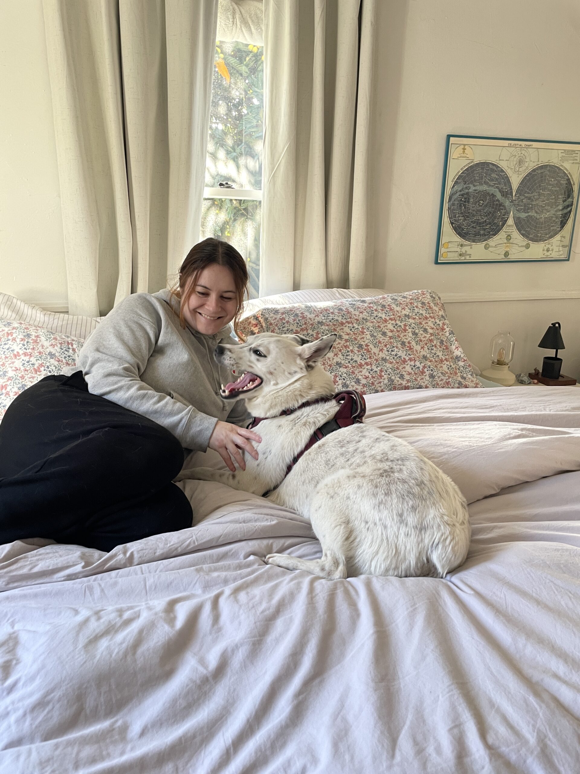 A person in a gray sweater sits on a bed next to a white dog wearing a harness. The room has light curtains, a floral bedspread, and a map on the wall.