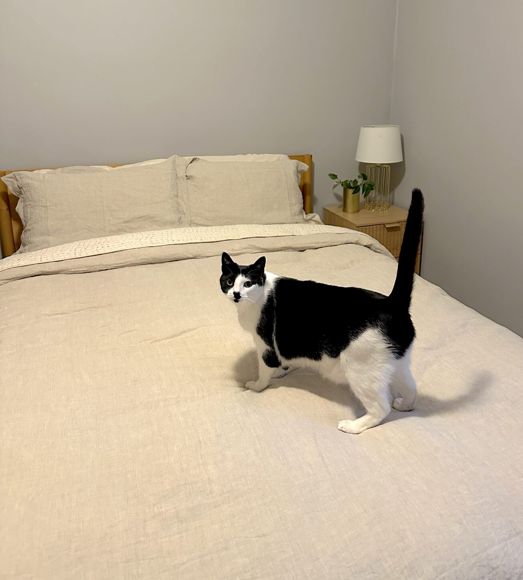 A black and white cat stands on a neatly made bed with beige bedding. A wooden nightstand with a lamp and a small plant is in the corner.