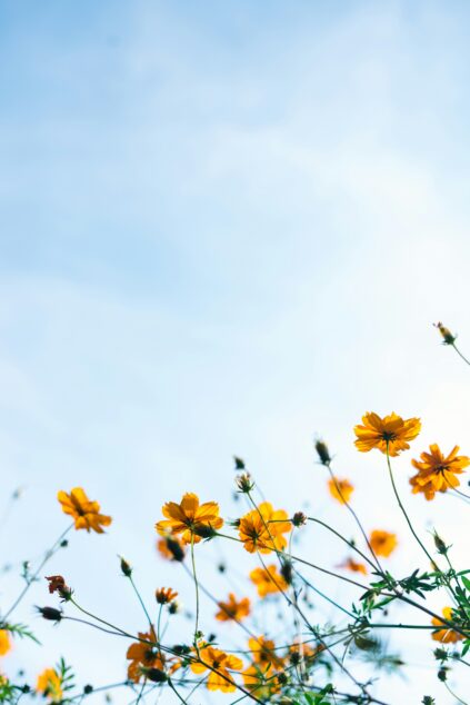 Yellow flowers against a clear blue sky with thin green stems and leaves reaching upward.