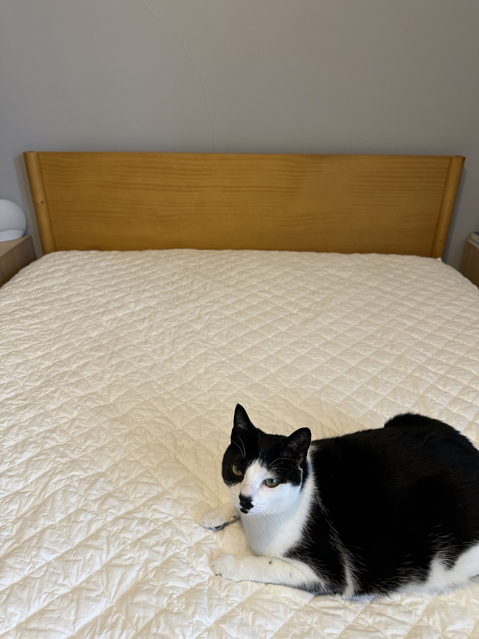 A black and white cat lies on a neatly made bed with a light quilt, next to a wooden headboard.