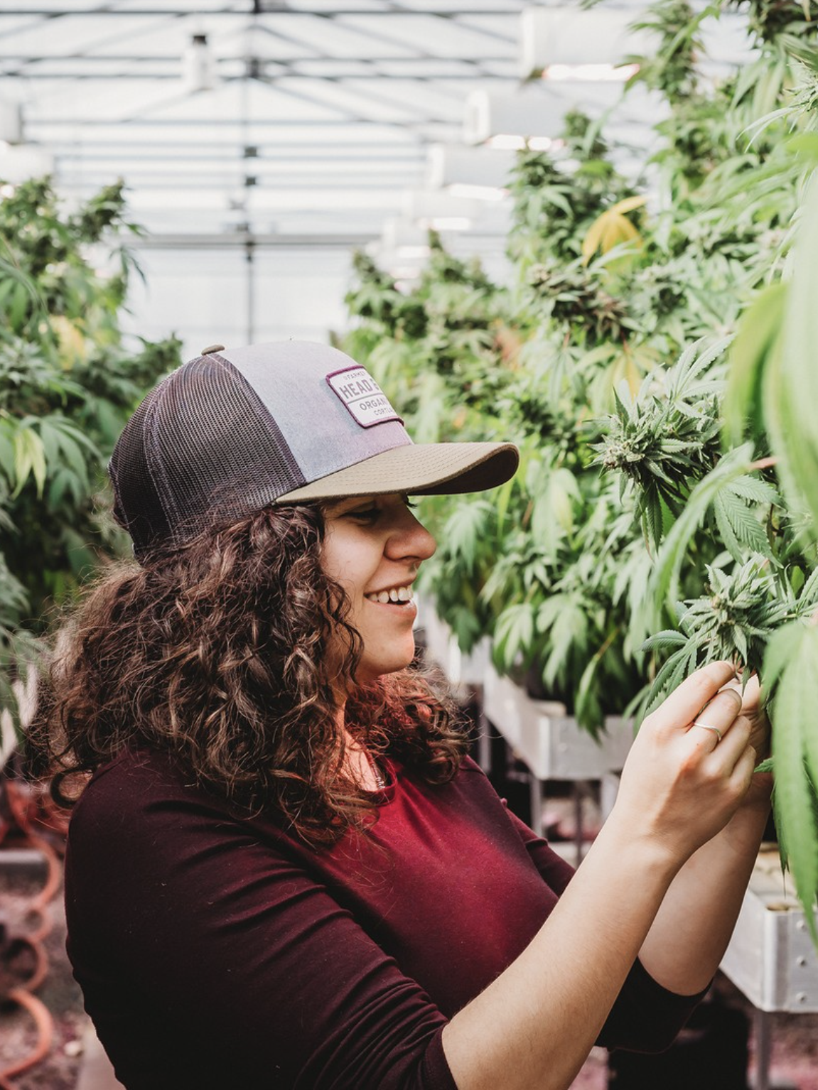 A woman inspects and tends to cannabis plants inside a greenhouse, surrounded by rows of mature marijuana foliage.