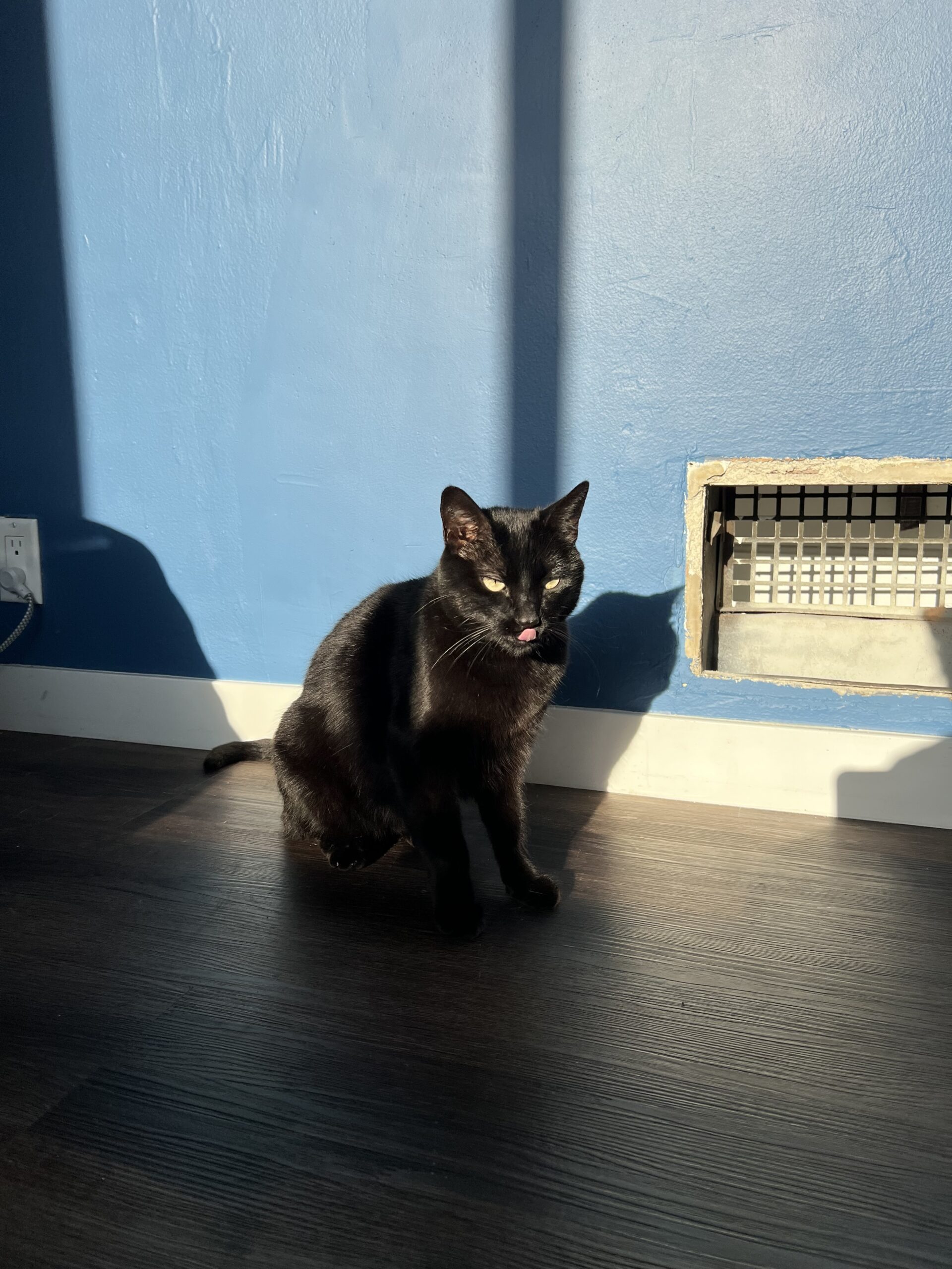 A black cat sits on a dark wood floor in a sunlit patch near a blue wall and a vent, with its tongue slightly sticking out.