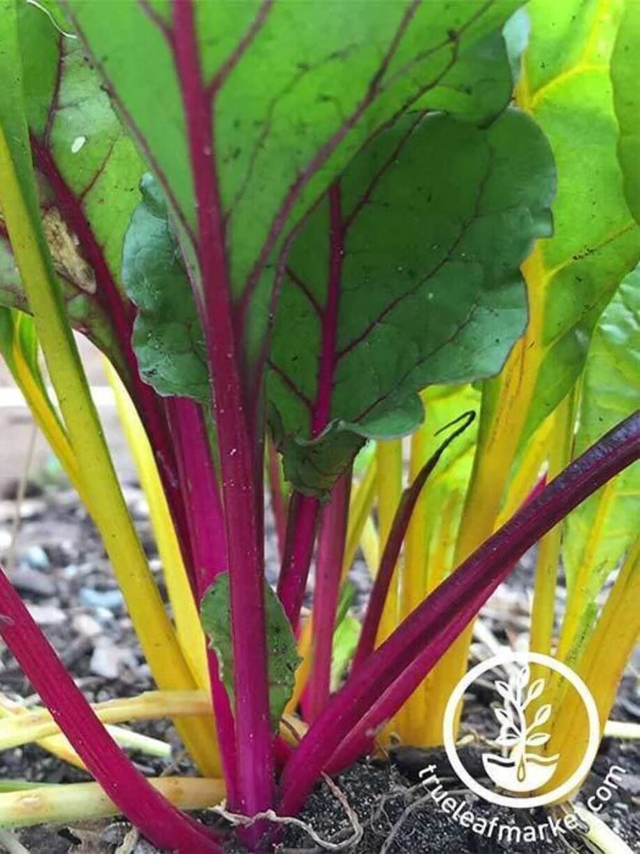 Close-up of beet plants growing in soil, showing red and yellow stems with large green leaves. A "trueleafmarket.com" watermark is visible in the lower right corner.