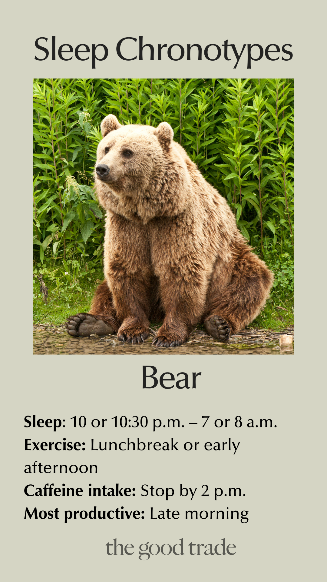 A brown bear sits on grass. Text describes the bear sleep chronotype: sleep 10–10:30 p.m. to 7–8 a.m., exercise at lunch or early afternoon, stop caffeine by 2 p.m., most productive late morning.