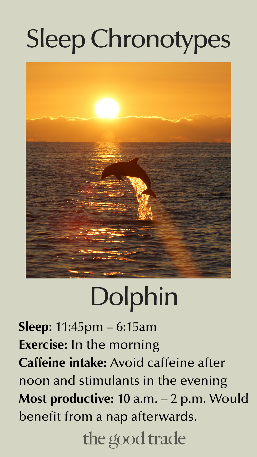 A dolphin jumps in the ocean at sunrise. Text below describes the "Dolphin" sleep chronotype, including sleep schedule, exercise, caffeine, and productivity tips.