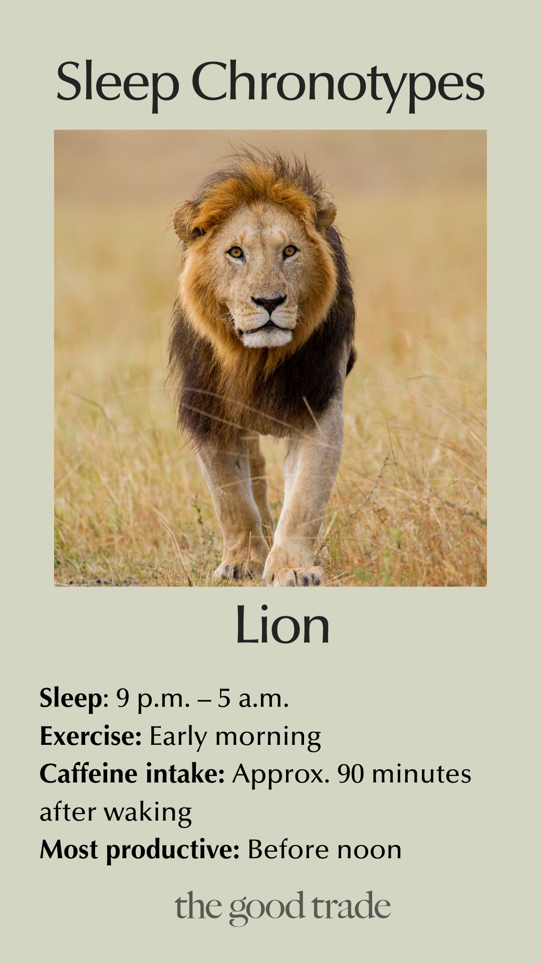 A lion stands on grass; text explains the Lion sleep chronotype: sleep 9 p.m.–5 a.m., exercise early, caffeine 90 mins after waking, most productive before noon.