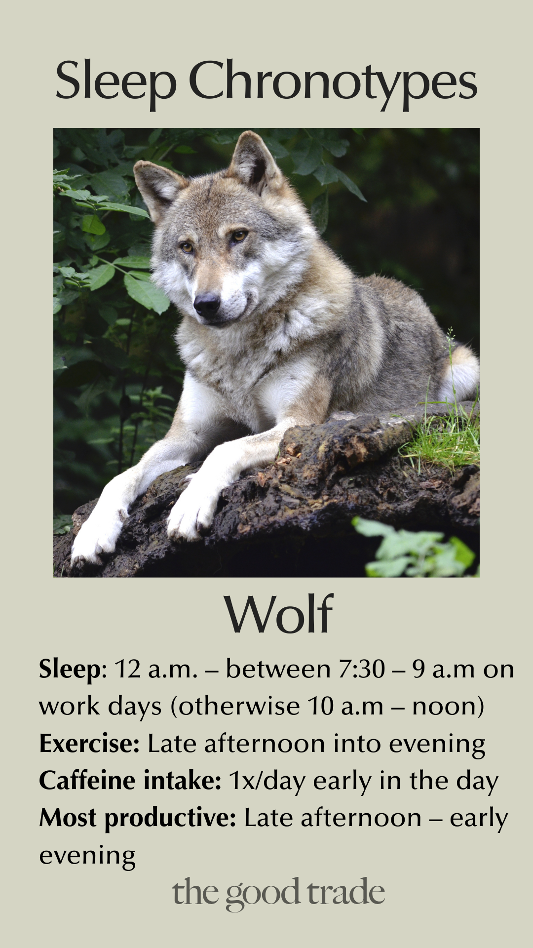 A wolf sits on a mossy rock in a forest. Text outlines the "Wolf" sleep chronotype, detailing sleep, exercise, caffeine intake, and productivity patterns.