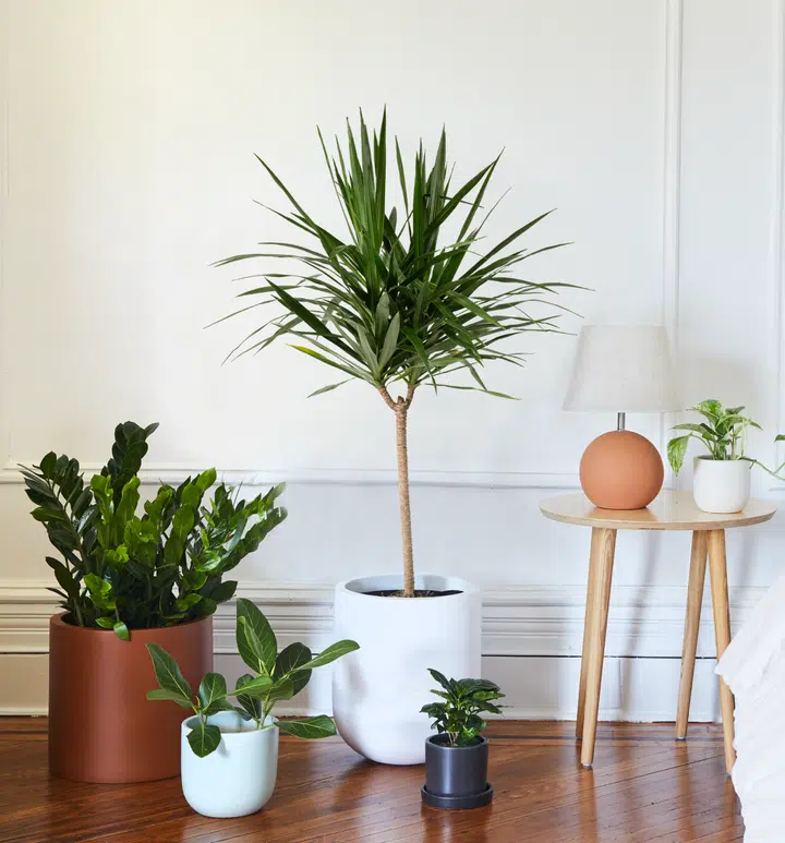 Five potted houseplants arranged on the floor and a small table next to a lamp in a bright room with white walls and wooden flooring.