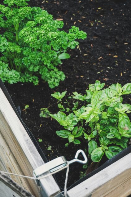 Close-up of a raised garden bed with parsley and basil plants growing in dark soil.