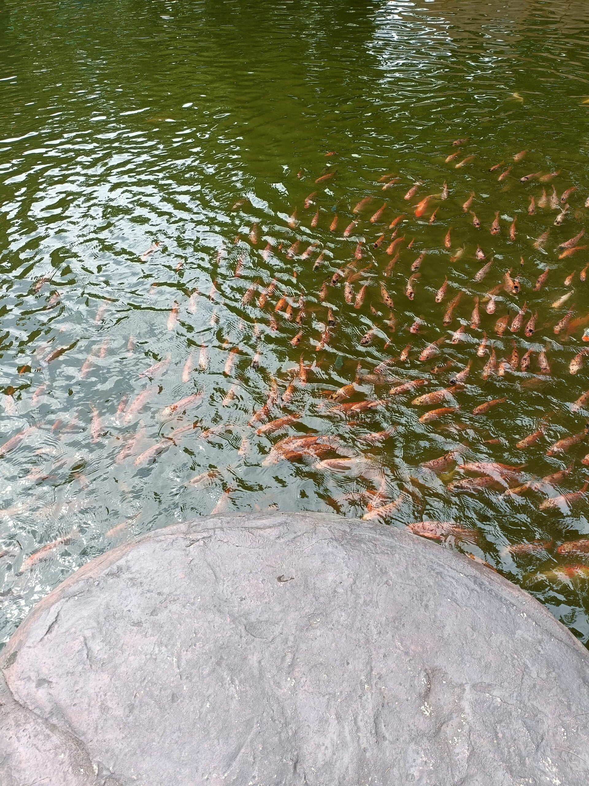 A large group of orange fish swim near the surface of a greenish pond, with a gray rock in the foreground.