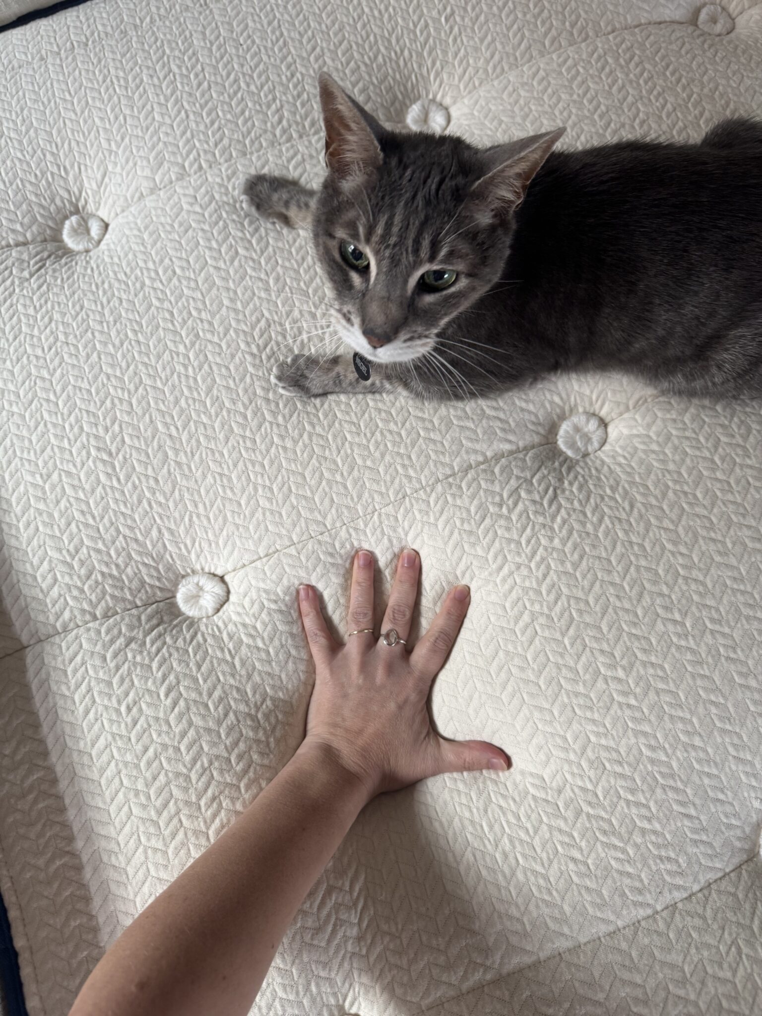 A gray cat lies on a textured mattress near a person’s outstretched hand, which has a ring on the ring finger.