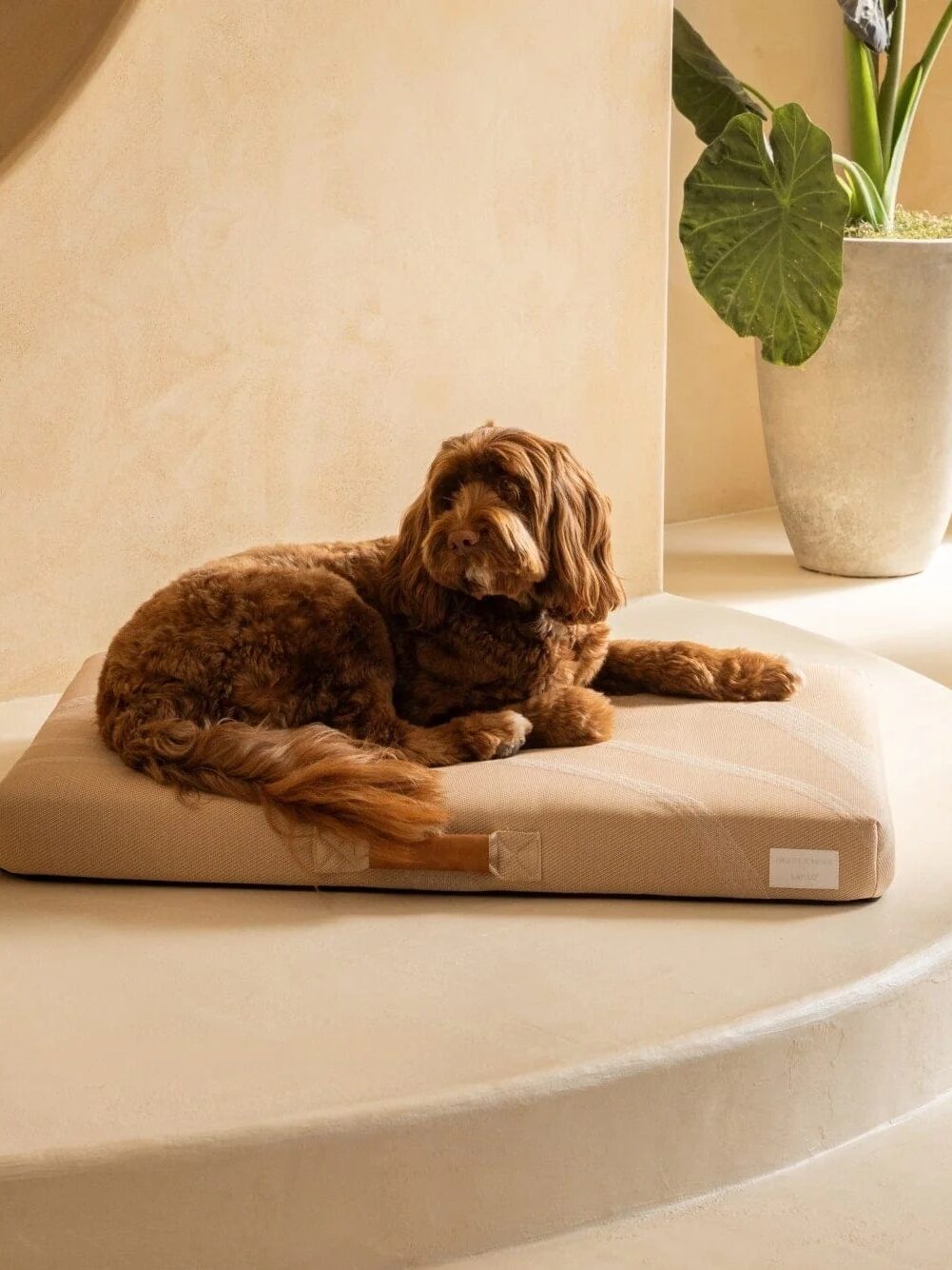 A brown dog lies on a beige cushion in a modern, minimalistic room with neutral tones, a potted plant, and curved architectural features.