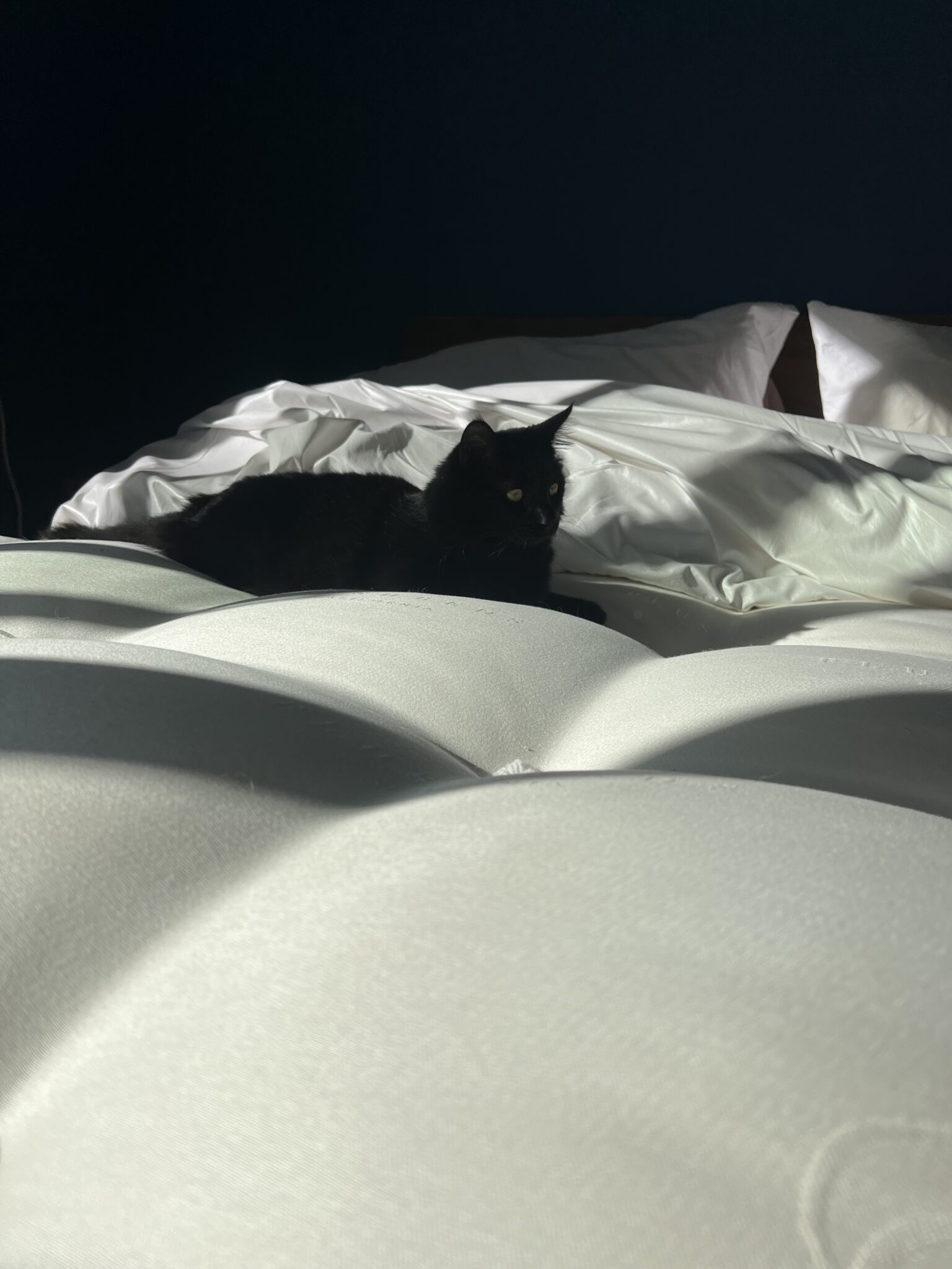A black cat lies on a white bed with rumpled sheets, partially lit by sunlight coming from the left side.