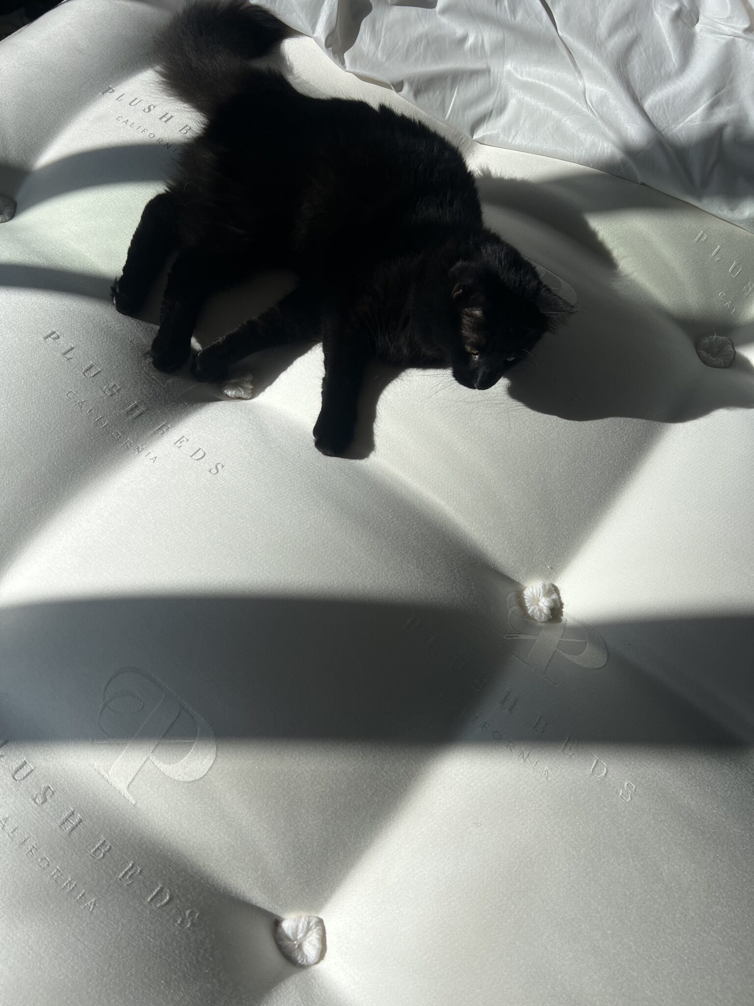 A black cat lies stretched out on a white mattress with "PlushBeds" branding, illuminated by sunlight streaming through a window.