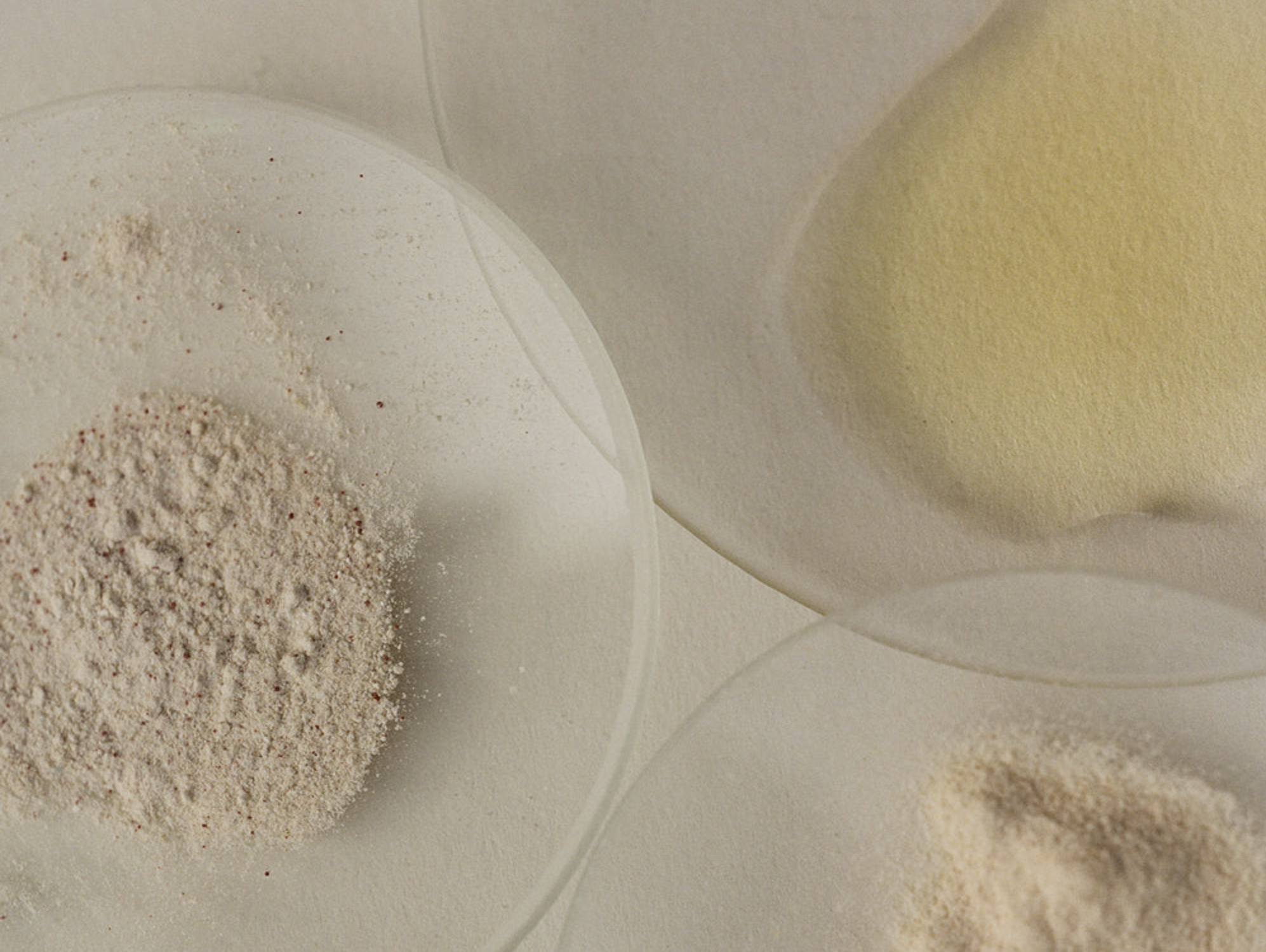 Three glass petri dishes containing different powders and a yellowish liquid, placed on a light-colored surface.