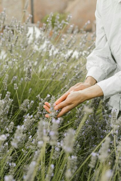 A person wearing a white long-sleeve shirt gently touches lavender stems in a field.