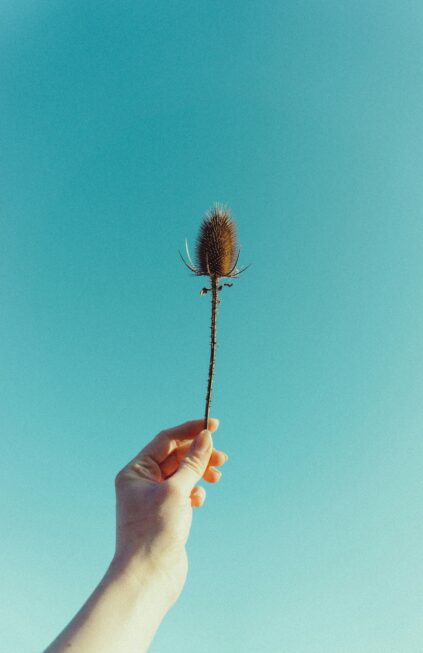 A hand holds up a dried thistle stem against a clear blue sky.